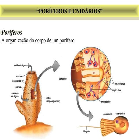 Poriferos 