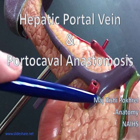 Hepatic Portal vein and portocaval anatomosis