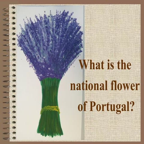 Quiz - Portugal