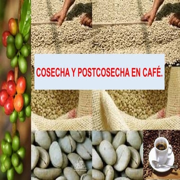 Cosecha y Post Cosecha del Cultivo de Cafe