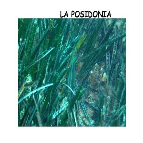 Posidonia Oceanica