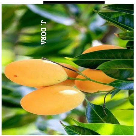 Post-Fertilization and Formation & Development of Seed and Fruit.pdf