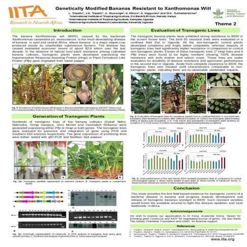Poster banana xanthomonas wilt- rtb annual meeting- tripathi | PPTX