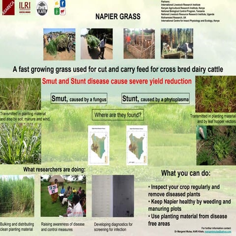 Napier grass: a fast growing grass used for cut and carry feed for cross bred...