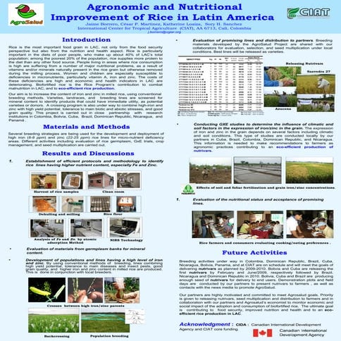 Poster23: Agronomic and nutritional improvement of rice in LA