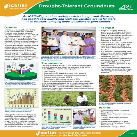 Drought tolerant groundnut | PDF
