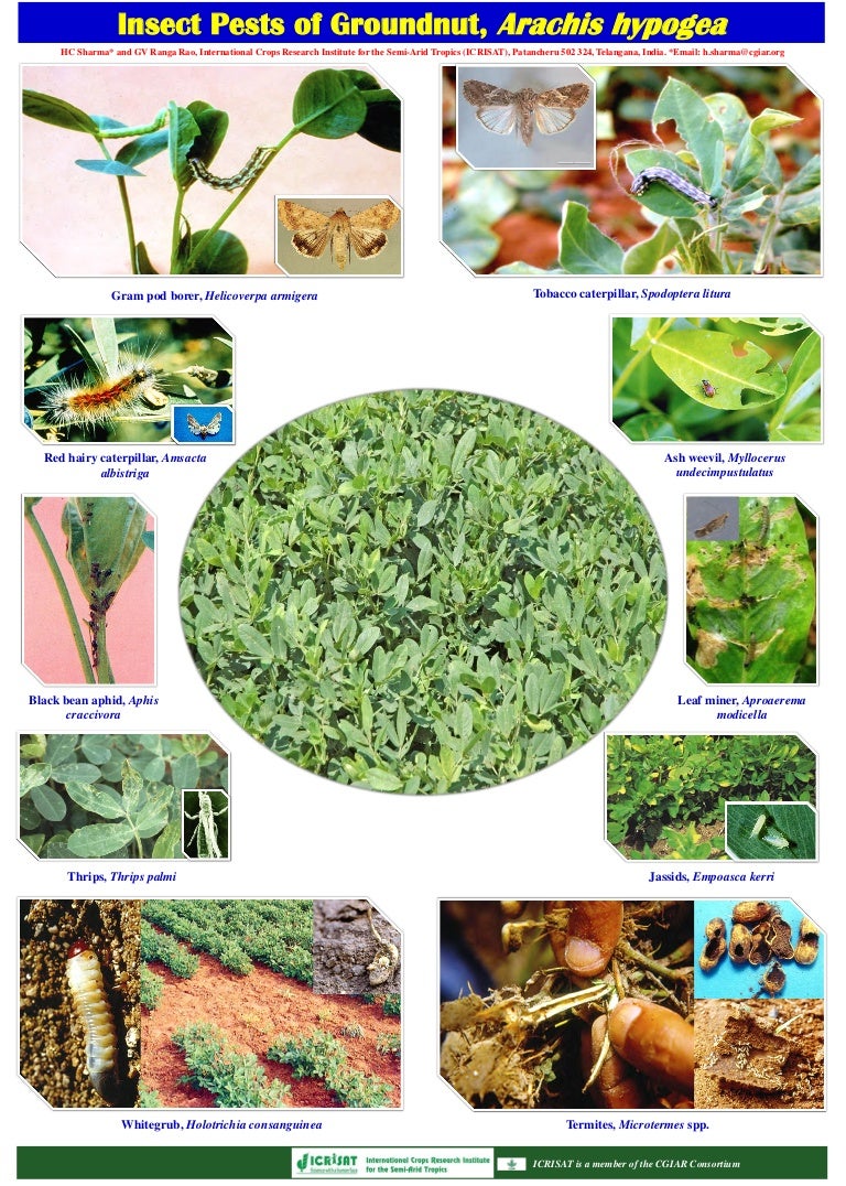 Insect pests of groundnut, arachis hypogea