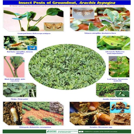 Insect pests of groundnut, arachis hypogea | PDF