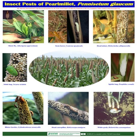 Insect pests of pearlmillet, pennisetum glaucum