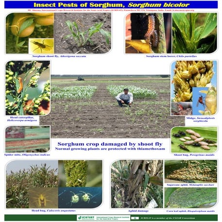 Insect pests of sorghum, sorghum bicolor