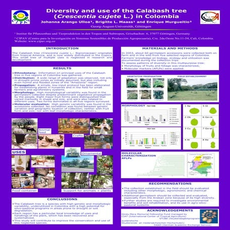 Diversity and use of the Calabash tree (Crescentia cujete L.) in Colombia