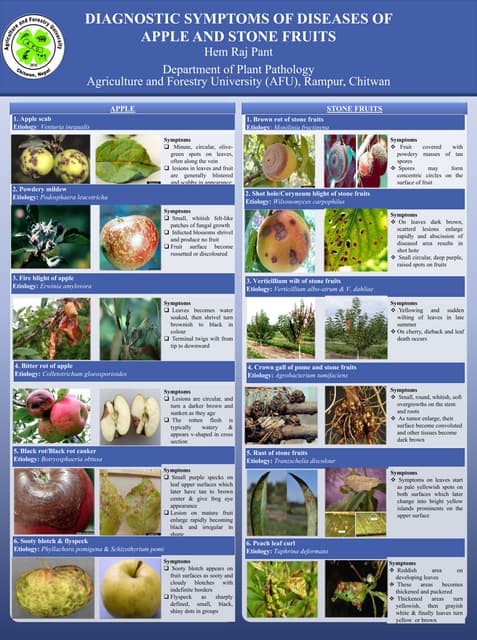 Diseases of Custard apple.pdf | Gardening | Home & Garden