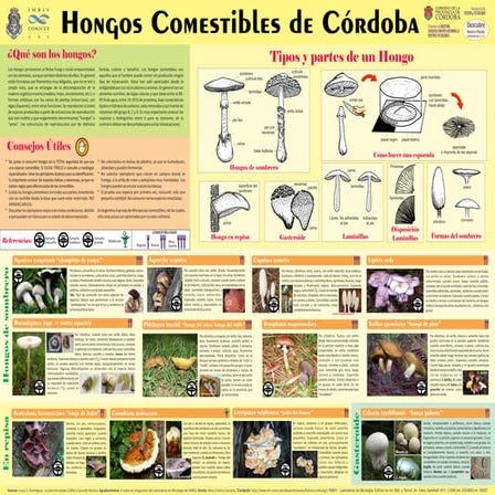 Poster: hongos comestibes de Córdoba (Argentina)