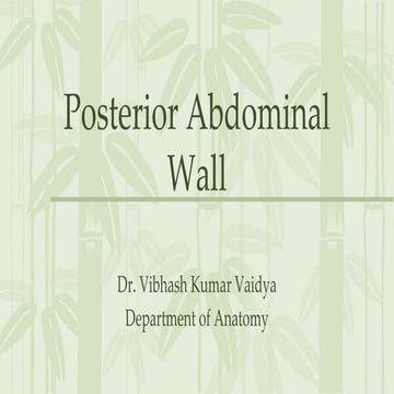 Posterior abdominal wall