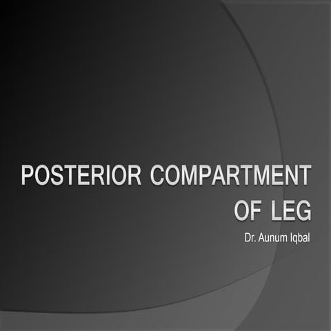 Posterior compartment of leg