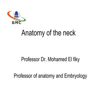 Posterior triangle of the neck