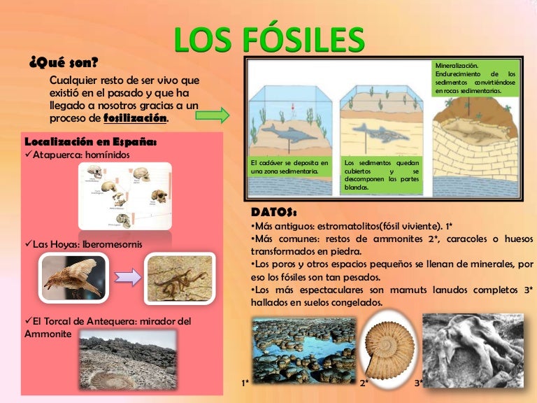 Póster los fósiles Póster los fósiles