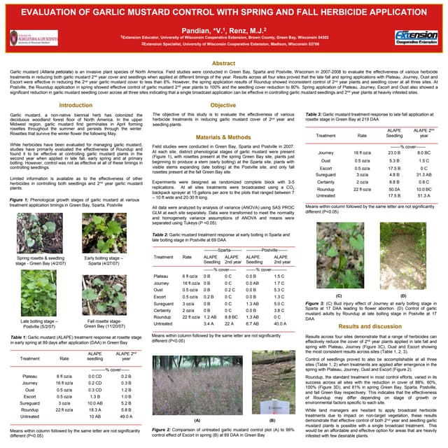 EVALUATION OF GARLIC MUSTARD CONTROL WITH SPRING AND FALL HERBICIDE