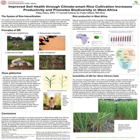 Improved Soil Health through Climate-smart Rice Cultivation Increases Product...