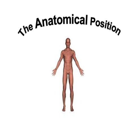 Anatomical Postion and plane (Biomechanics)