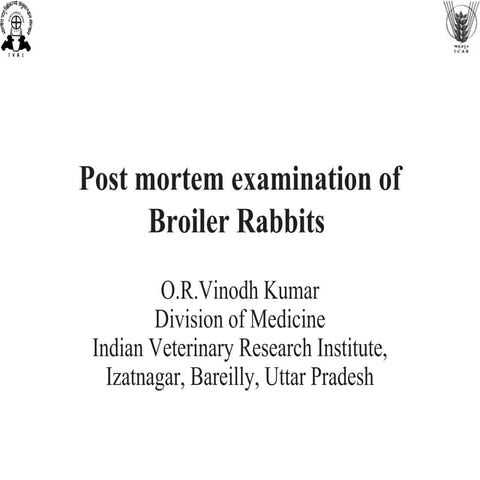 Post mortem examination of broiler rabbits