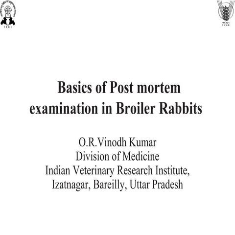 Post mortem examination of broiler rabbits