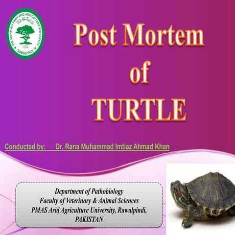 Postmortem of turtle