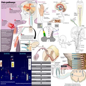 Pain Pathway- Poster Biology Diagrams
