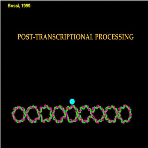 Post transcriptional processing