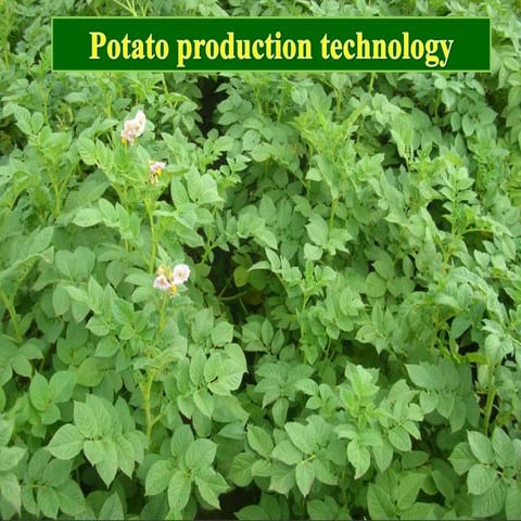 Potato Production and plantation