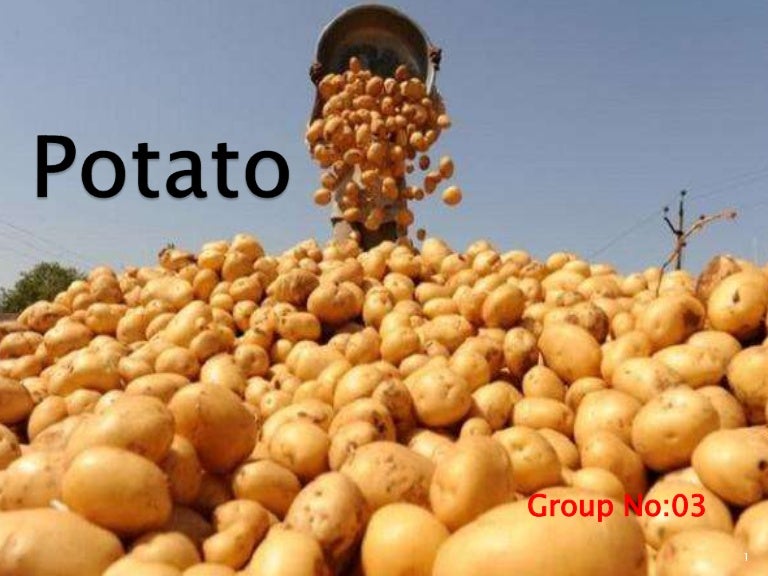 Potato cultivation
