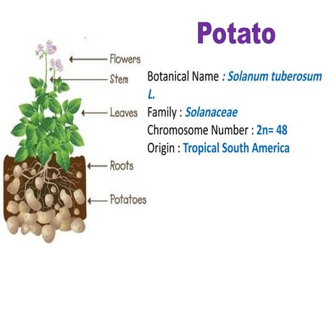 Potato & tuber crops morphology | PPTX