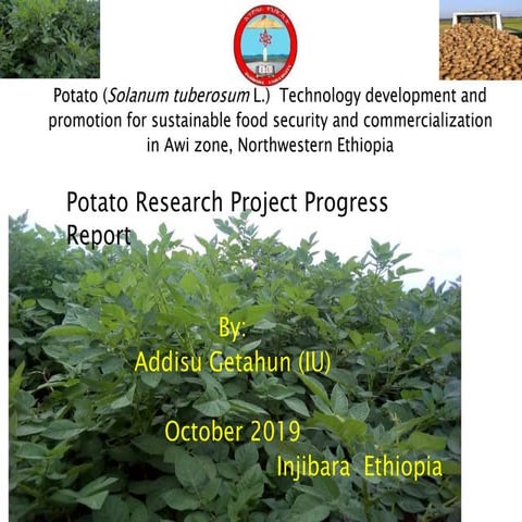 Potato research project progress report