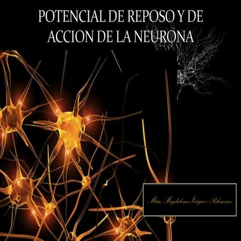 Potencial de reposo & de acción de la neurona