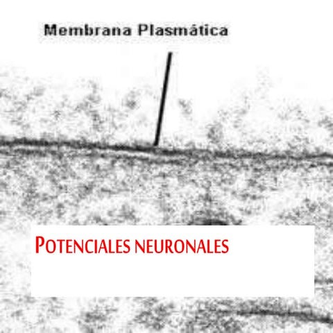 Potenciales neuronales 3 medio 2014