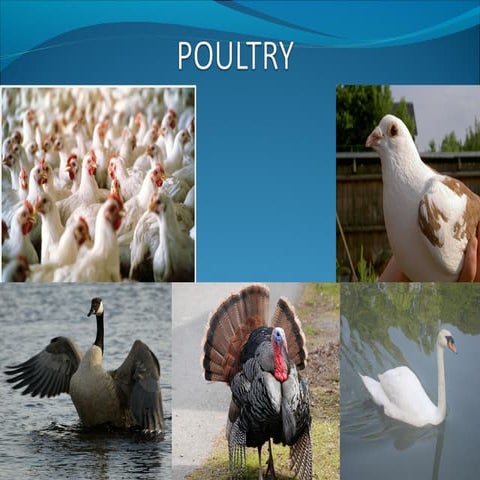 Poultry