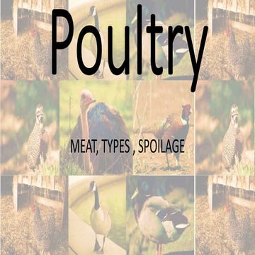 Poultry | PPTX