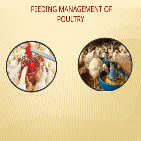 importance of scientific and proper  POULTRY FEEDING