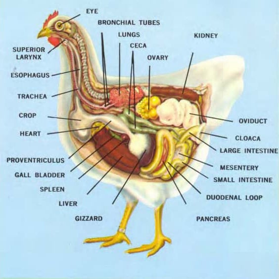 Poultry health and management photos | PDF