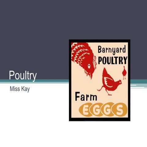 Poultry Production - How to Raise a Chicken.ppt