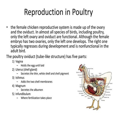 Poultry reproduction | PPT