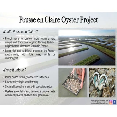 Pousse en claire oyster project