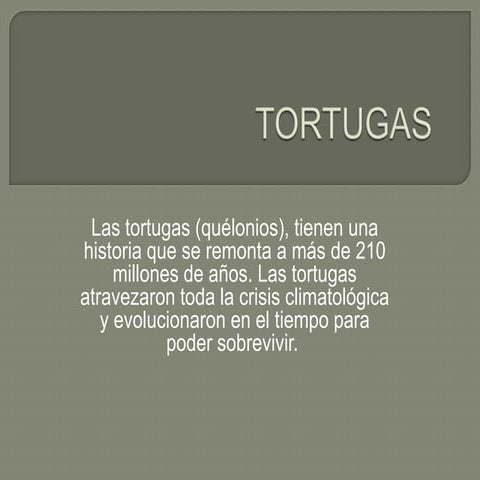 tortugas