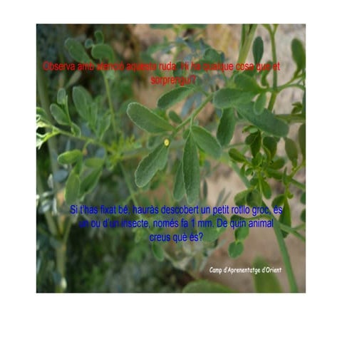 Cicle biològic papallona rei