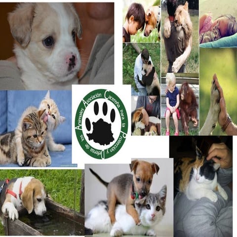 Presentación Cuidados perros y gatos.pdf