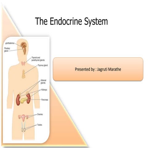 powerpoint-endocrine.pptx