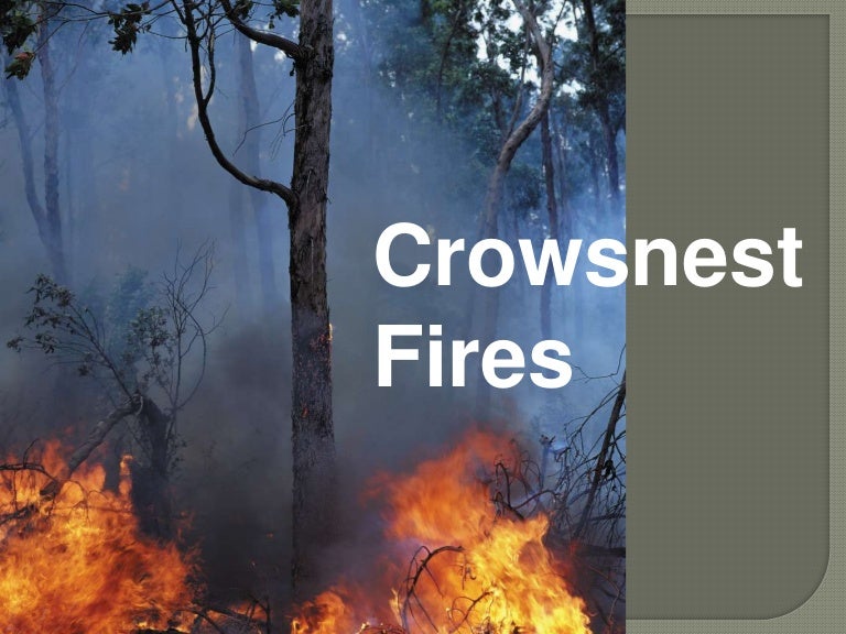 Power Point Forest Fires