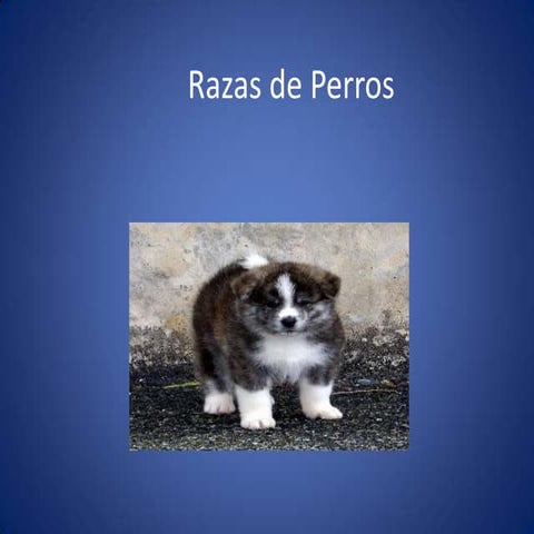 Power point animales