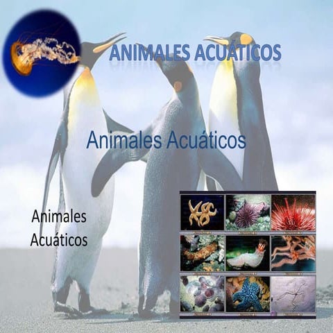 Power point animales acuaticos