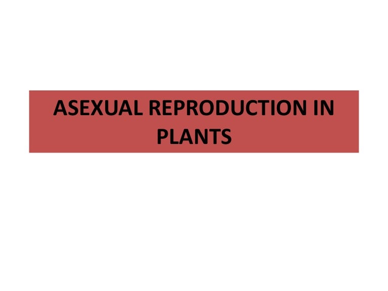 Powerpoint asexual reproduction in plants